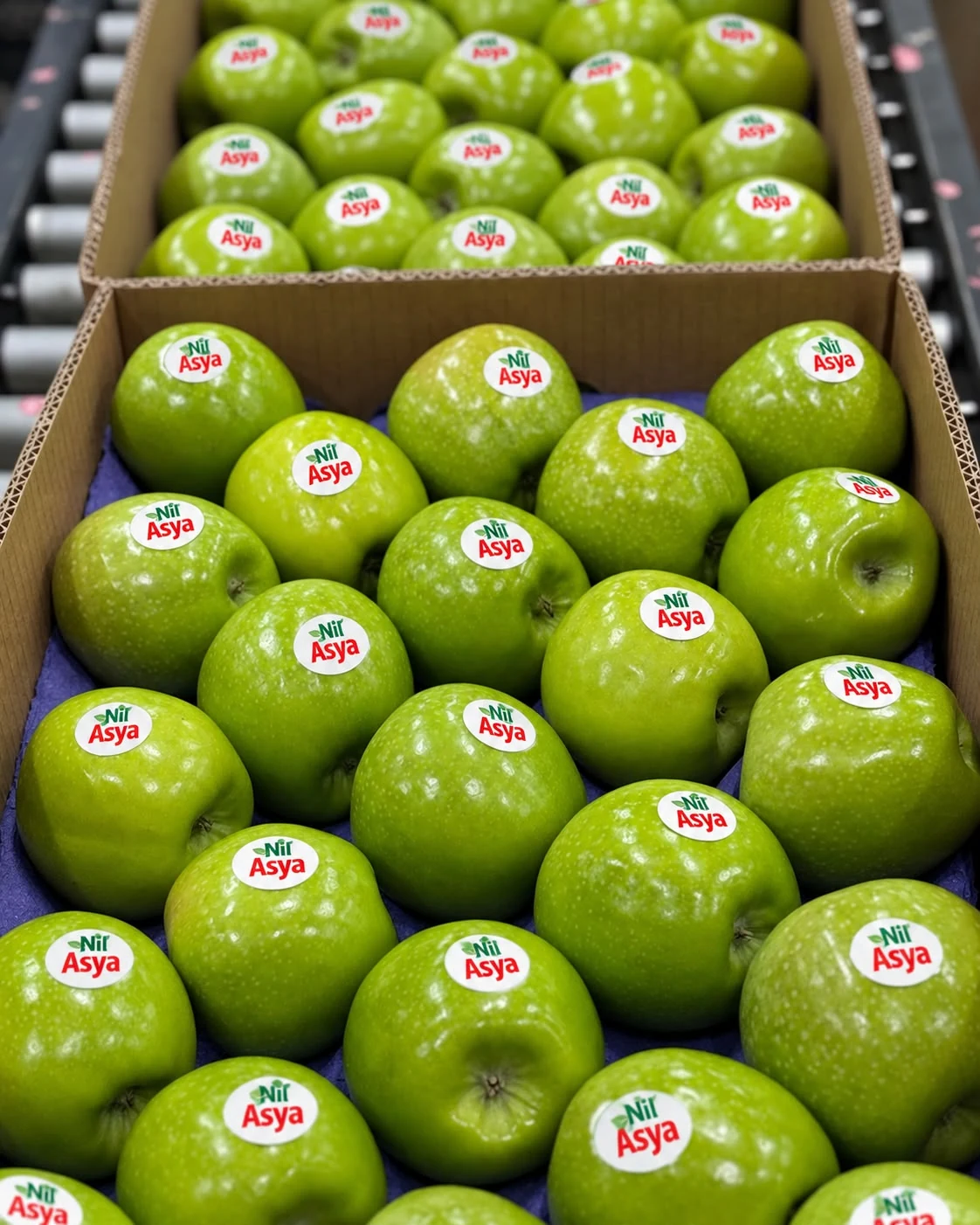 Granny Smith Apple - Nilasya Global